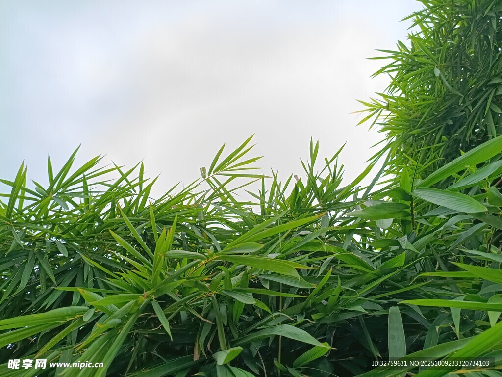 翠绿竹林