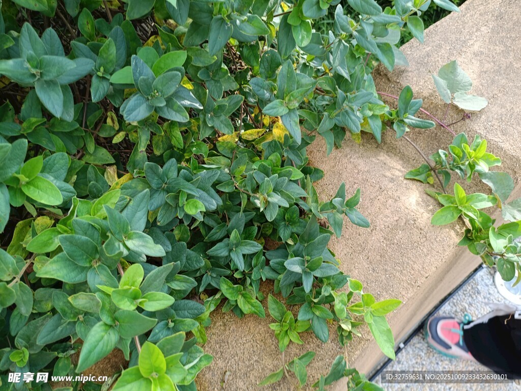 路边绿植与鞋的景象