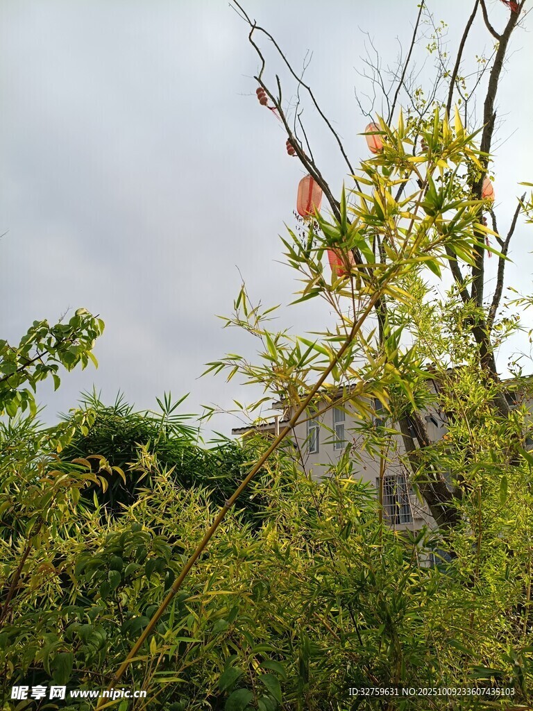 枝头彩叶伴绿植