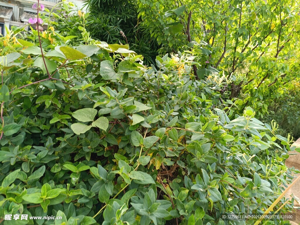 繁茂绿植景观