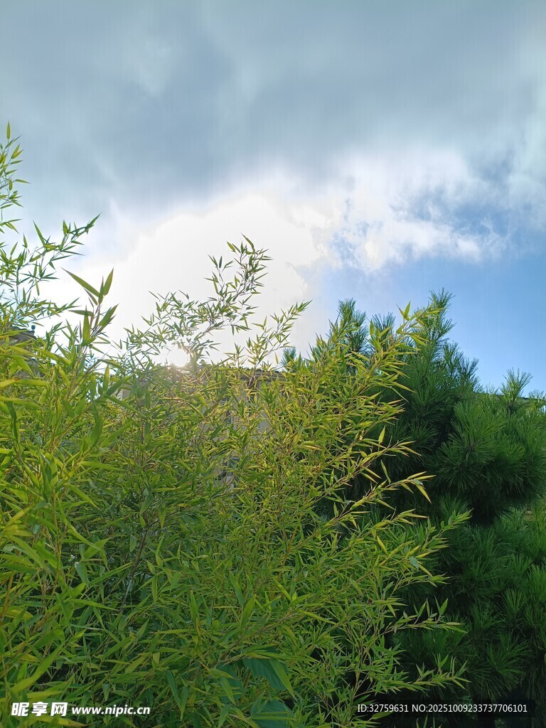 绿意盎然的树林与天空