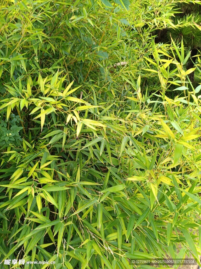 翠绿竹林景致
