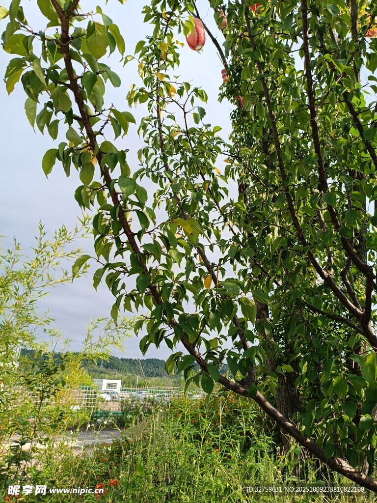 绿叶掩映下的户外风景