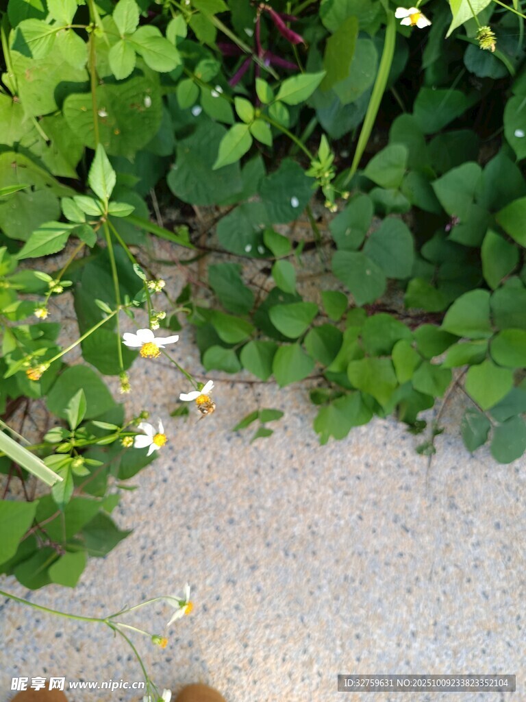 地面旁的绿色植物与小花