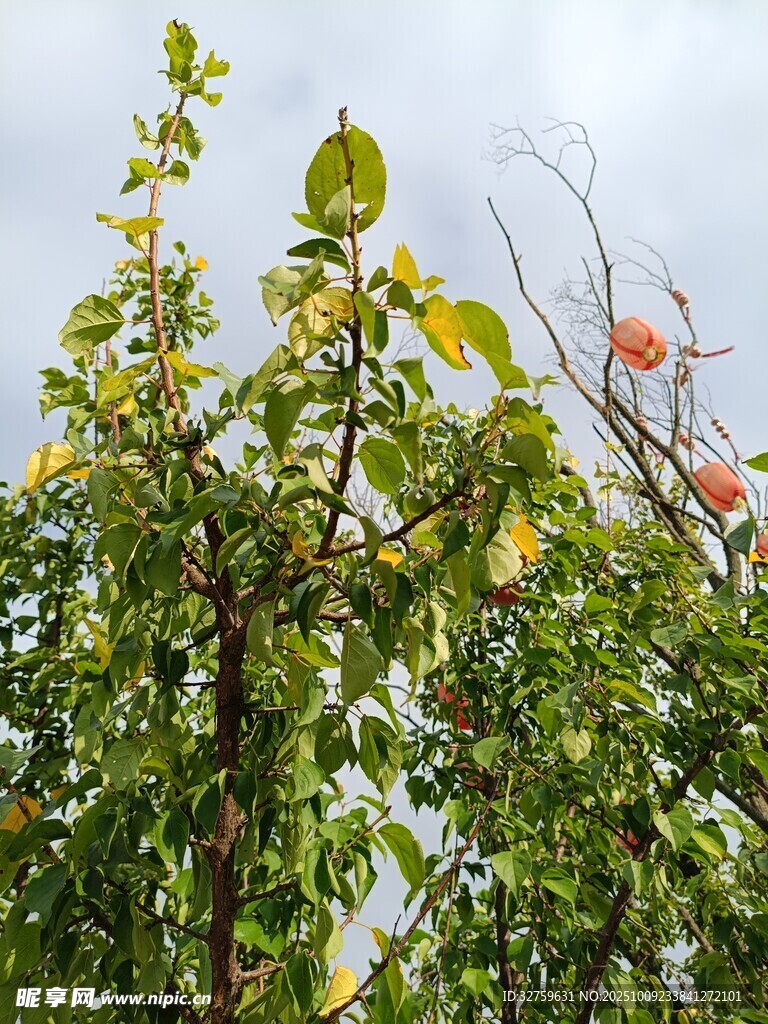 枝头硕果累累的繁茂果树