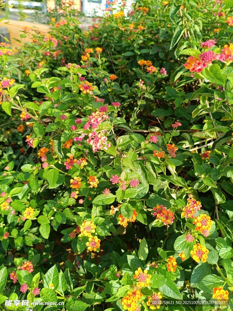 多彩繁茂的花卉绿植景观