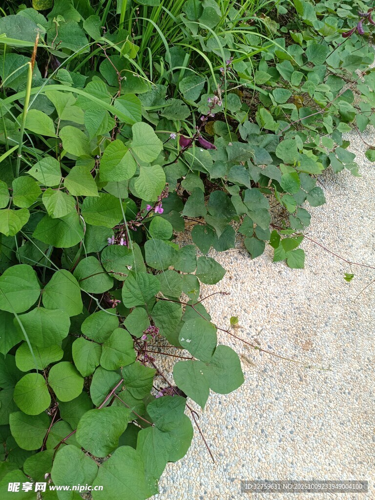 路边翠绿的圆形叶片植物