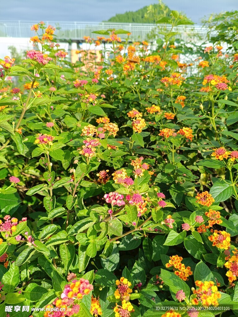 多彩花卉绽放于绿植间