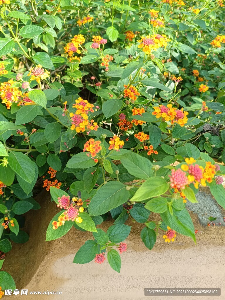 鲜艳花丛