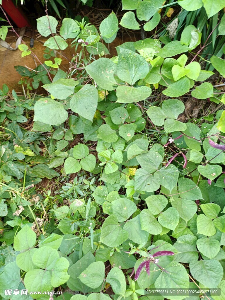 翠绿三叶草植物景观