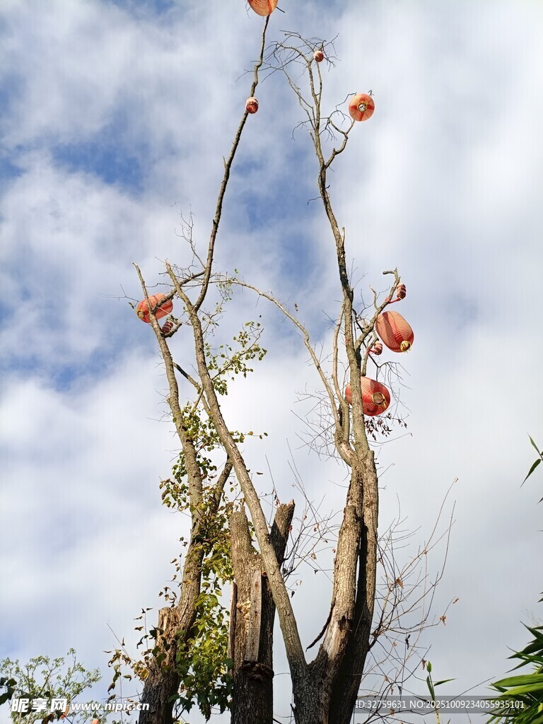 枝头残柿伴蓝天