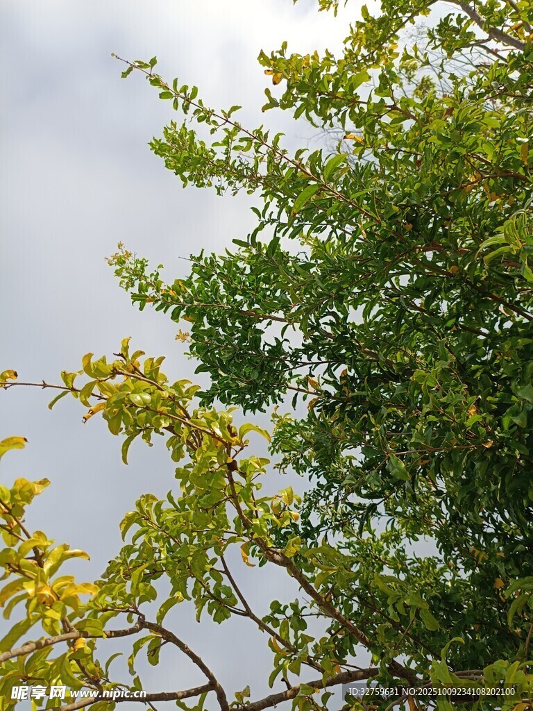 枝头绿叶映灰白天空