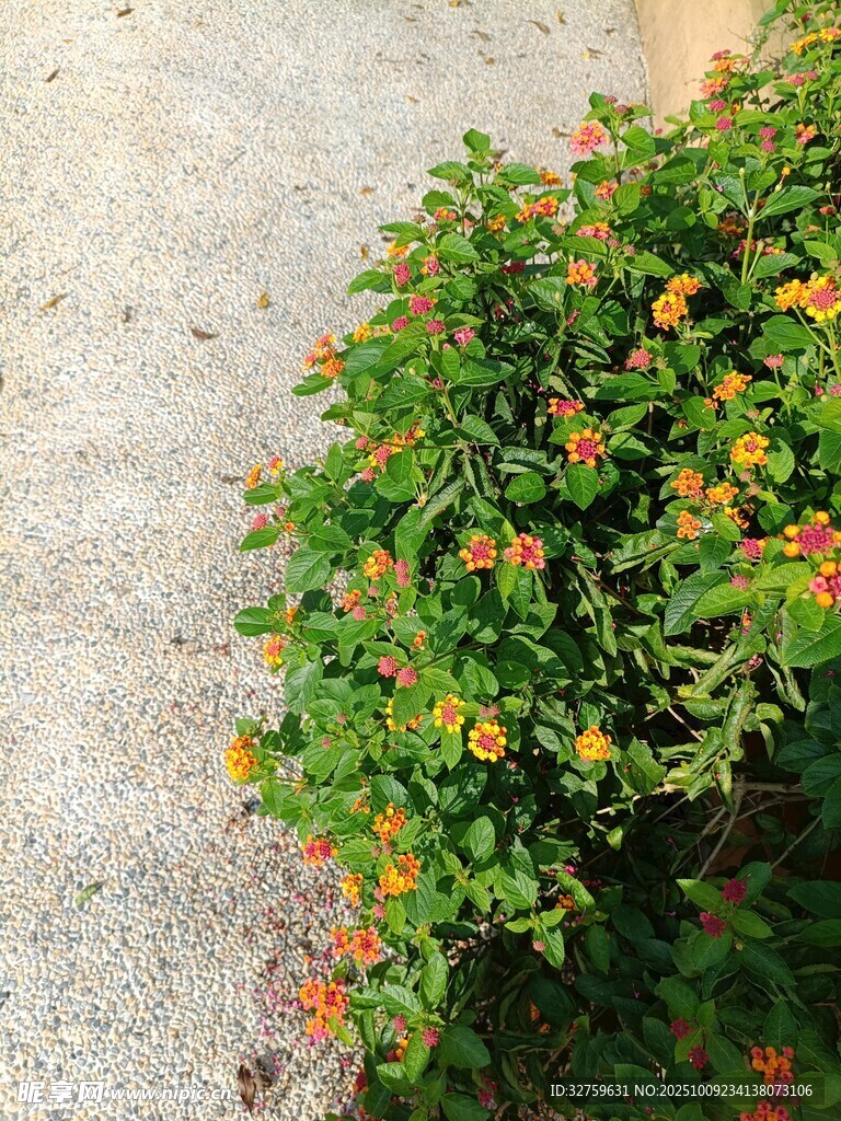 路边绽放的多彩小灌木丛