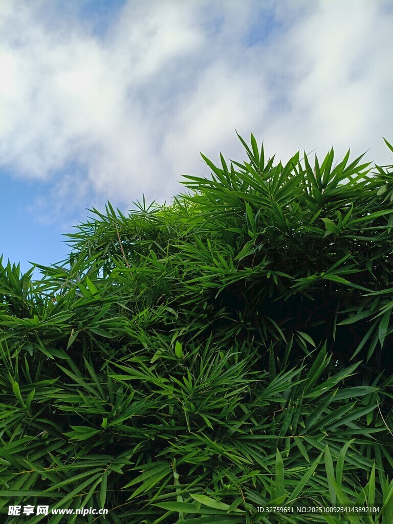 翠绿竹林与蓝天相映