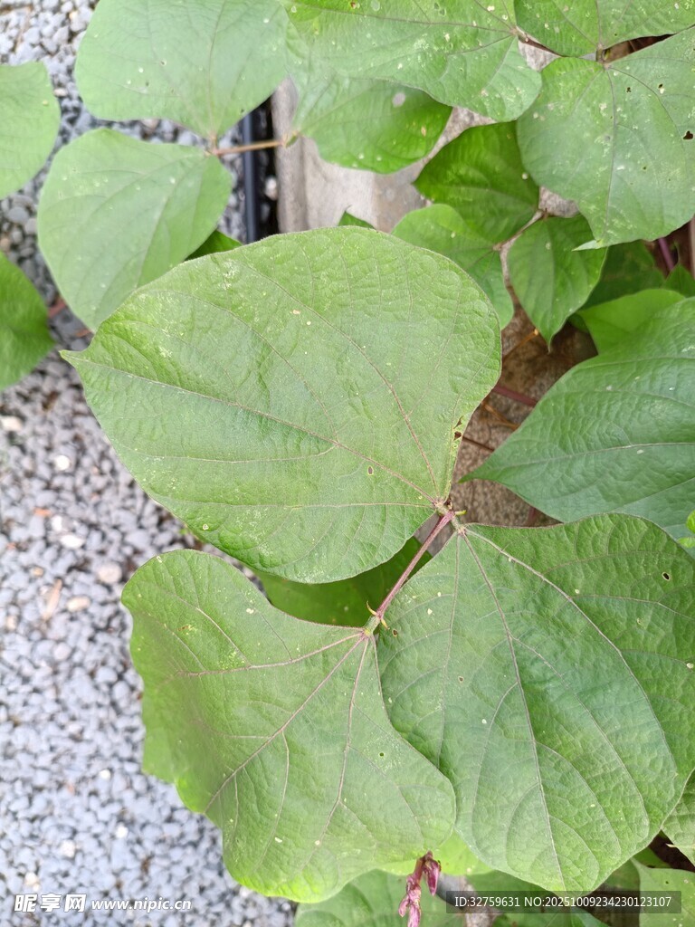 绿叶植物特写