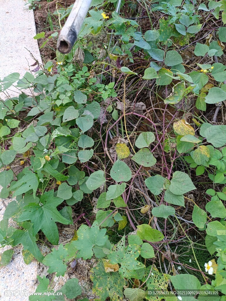 地面绿植景象