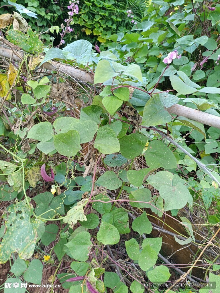 藤蔓植物缠绕于树枝