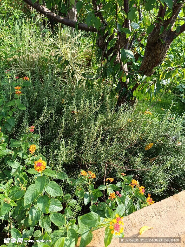 花园中的绿植与缤纷小花
