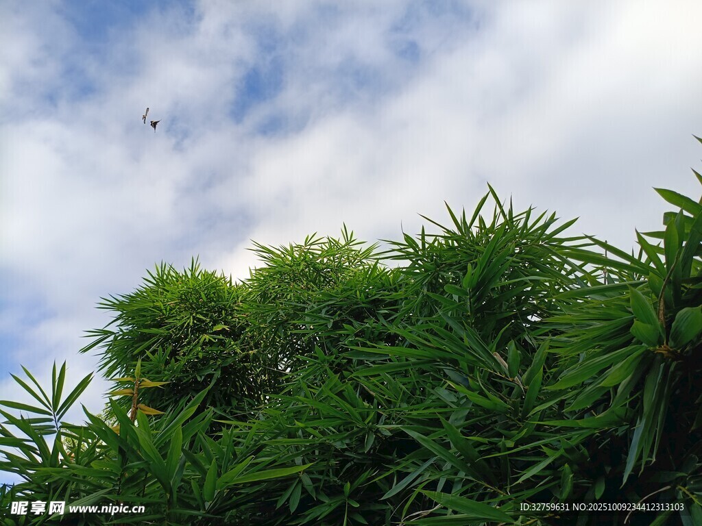 翠绿竹林上的蓝天白云