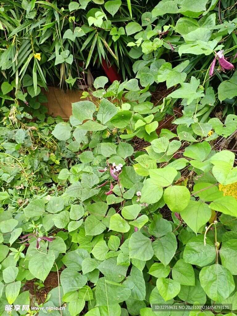繁茂绿植景观