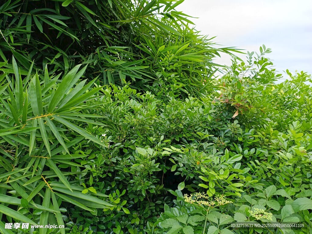繁茂绿植景观