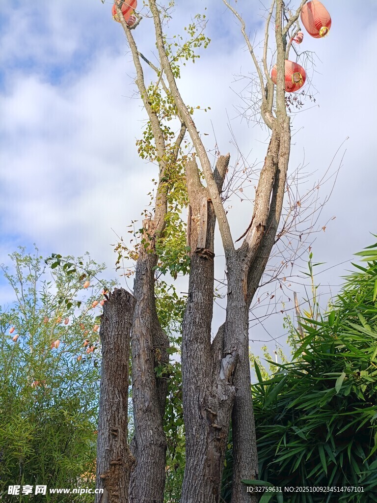 枯树挂果 