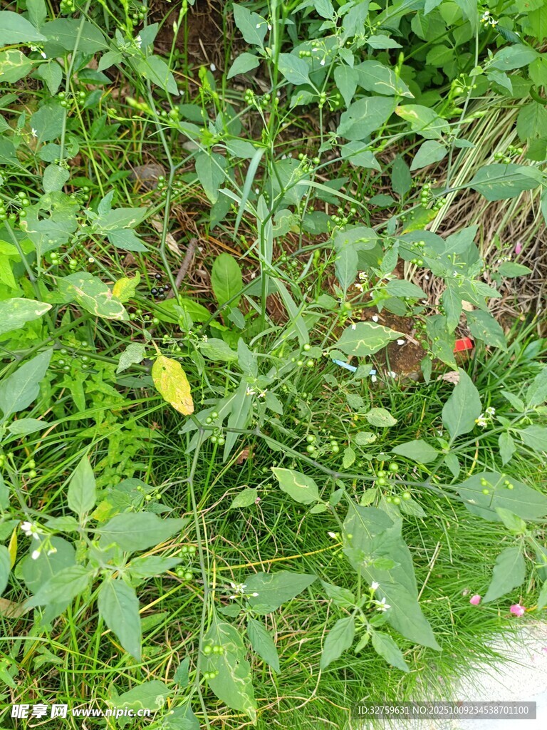 野外繁茂的绿色植物景观