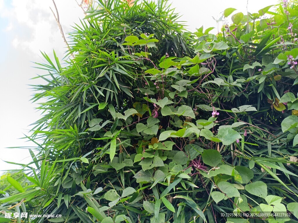 繁茂绿植景观
