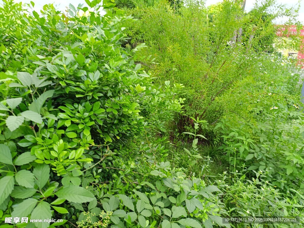 繁茂绿植景观