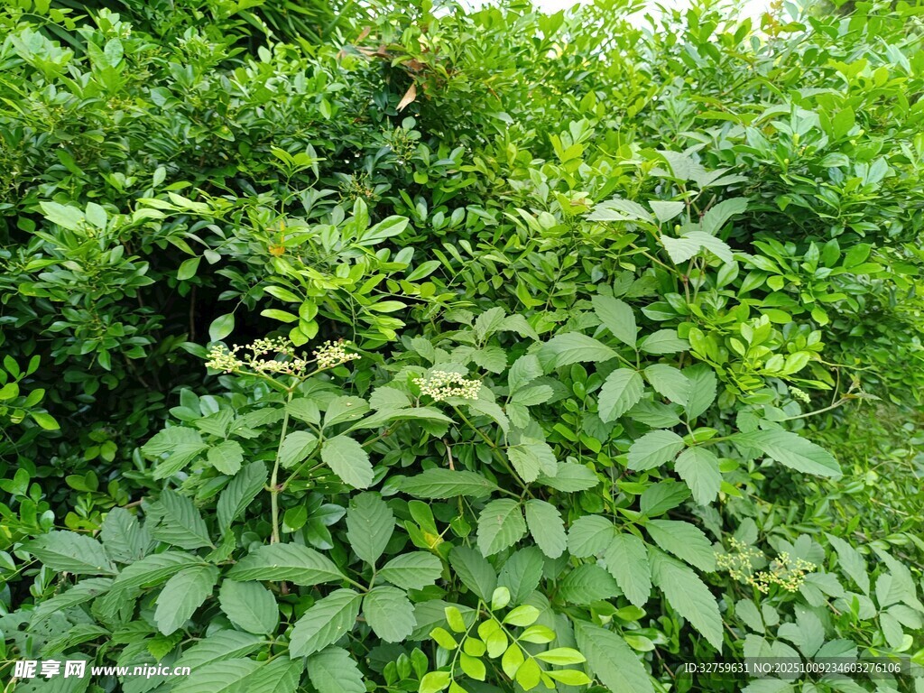 繁茂绿植景观