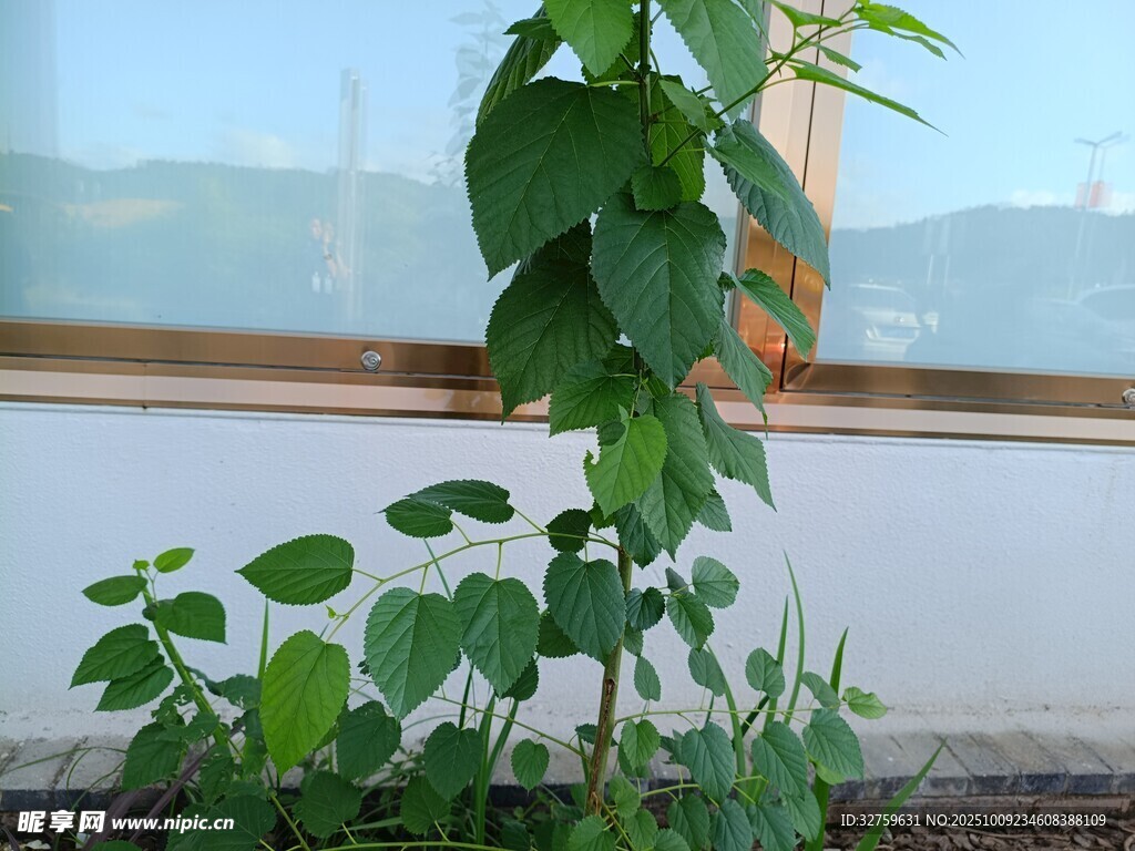 窗边绿植 