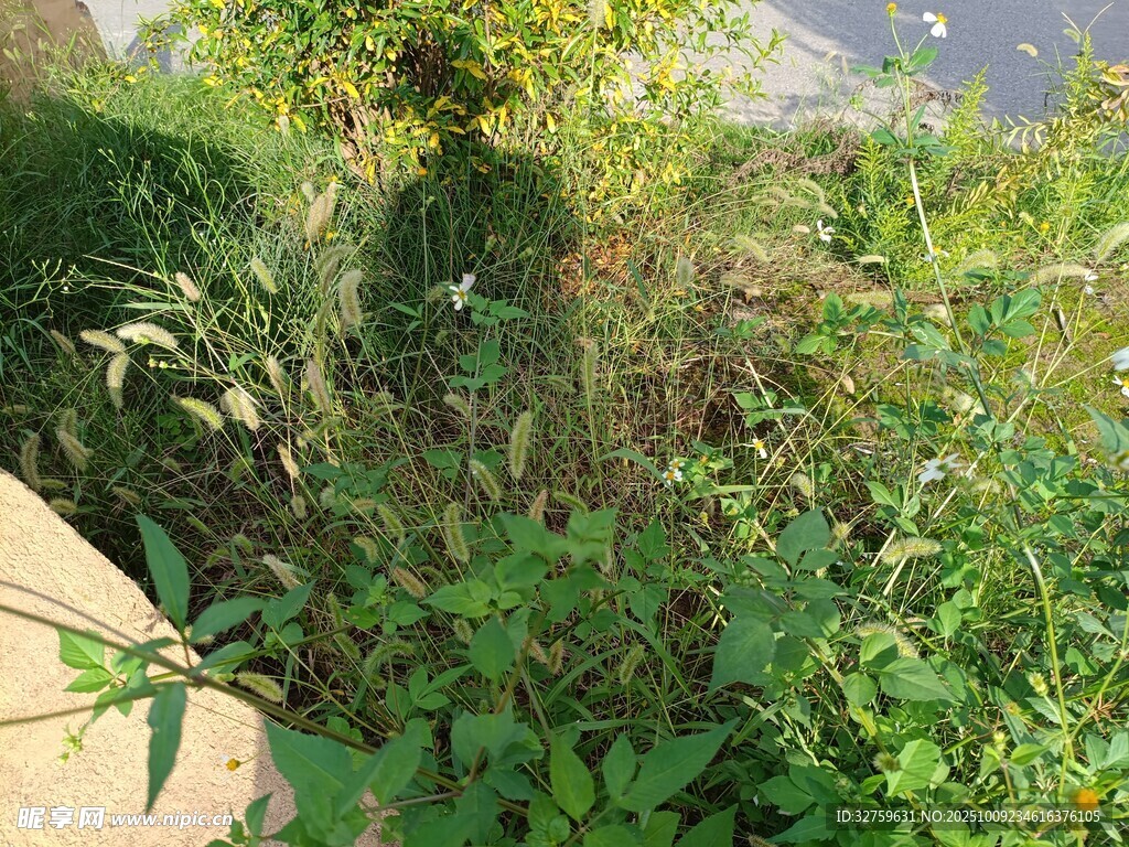 繁茂绿植景观
