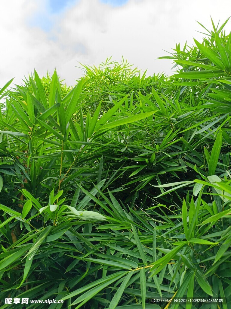 翠绿竹林 