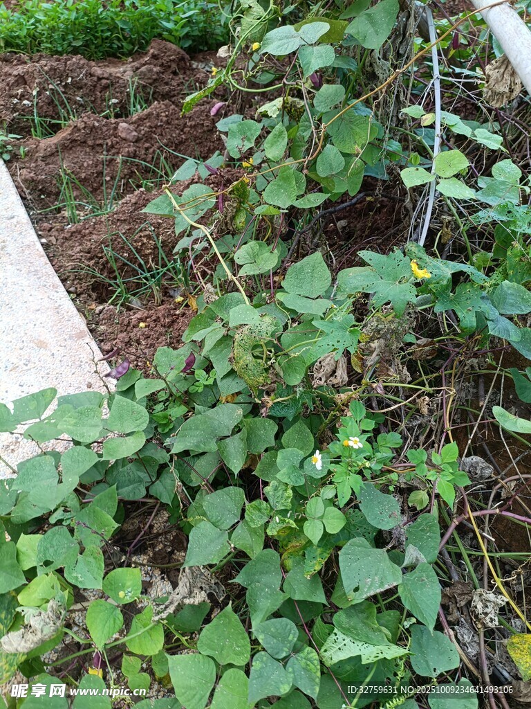 绿叶藤蔓植物生机盎然
