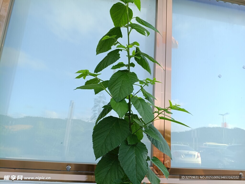 窗边绿植生机盎然