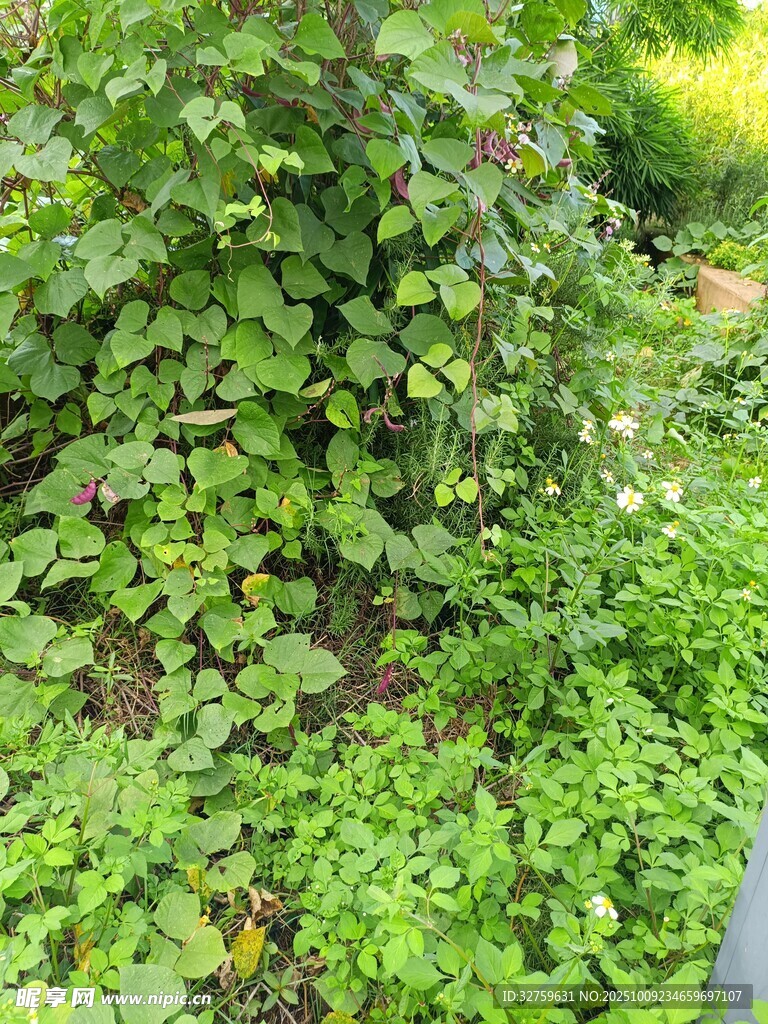 繁茂绿植景观
