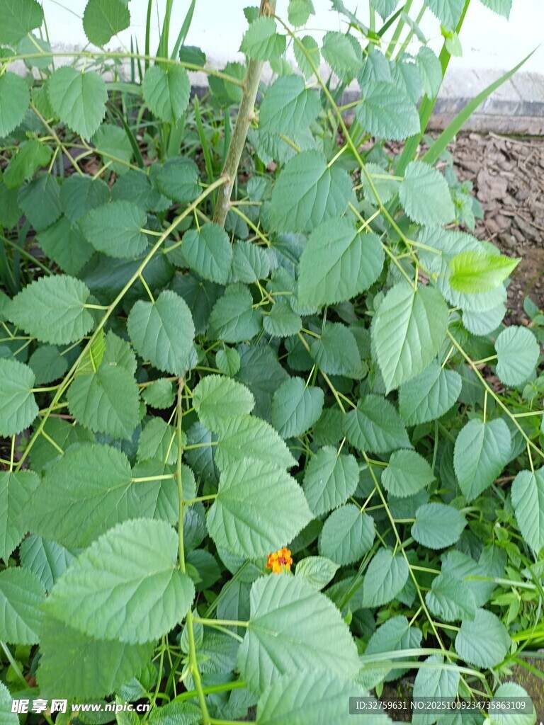 绿叶间的黄色小花
