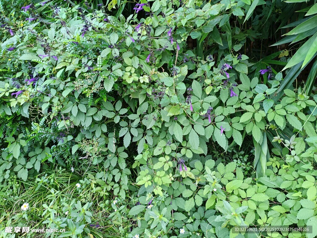 繁茂绿植景观