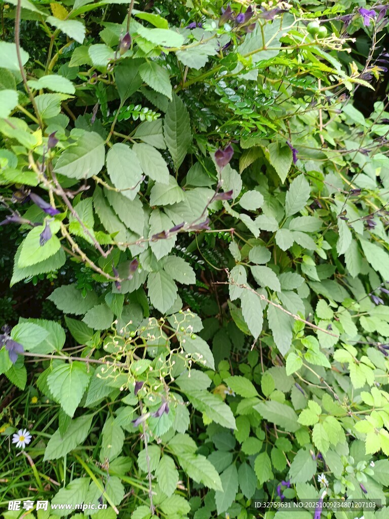 繁茂绿植景观