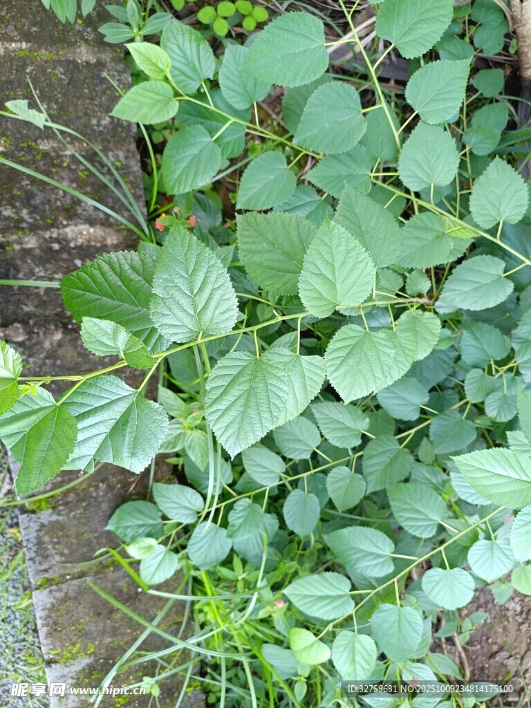 绿叶繁茂的野生植物