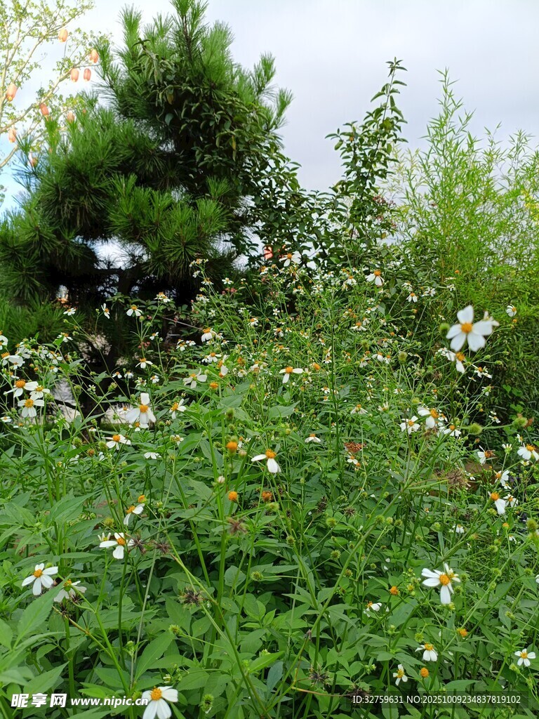 绿意盎然的野花绿植景观