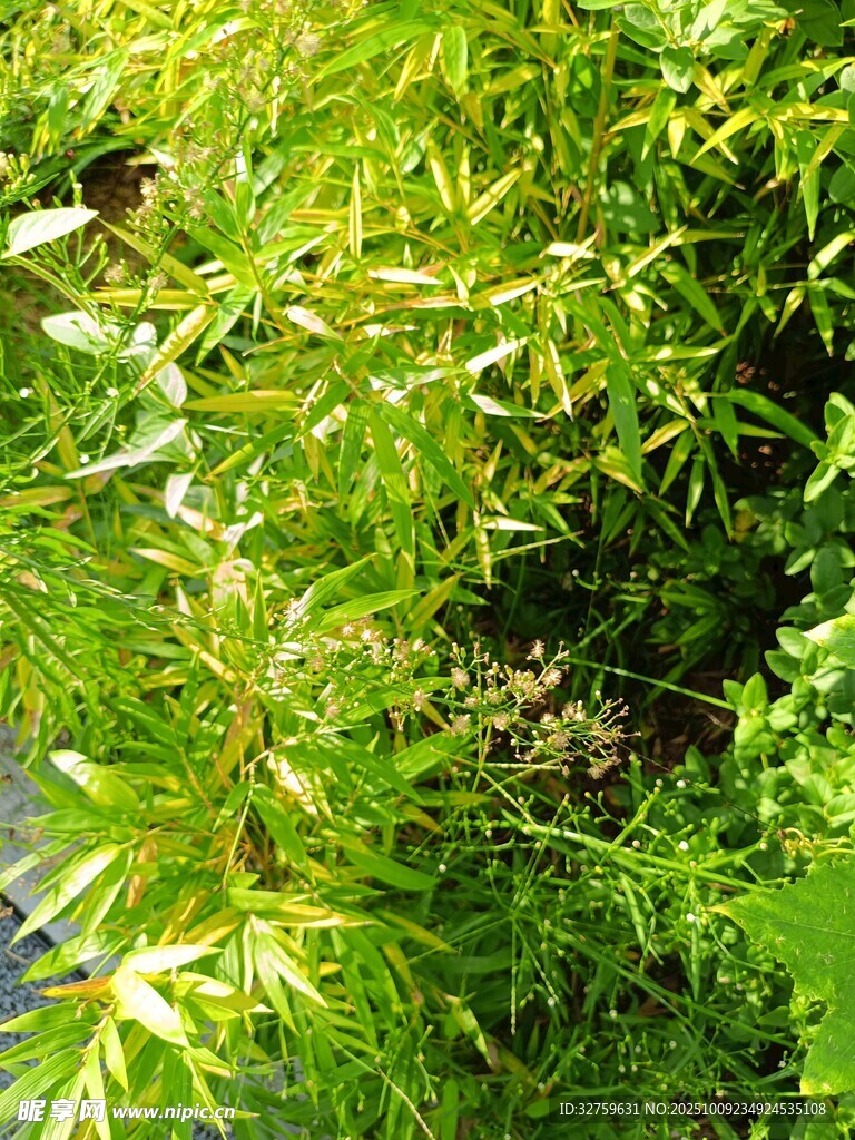 翠绿繁茂的植物景观