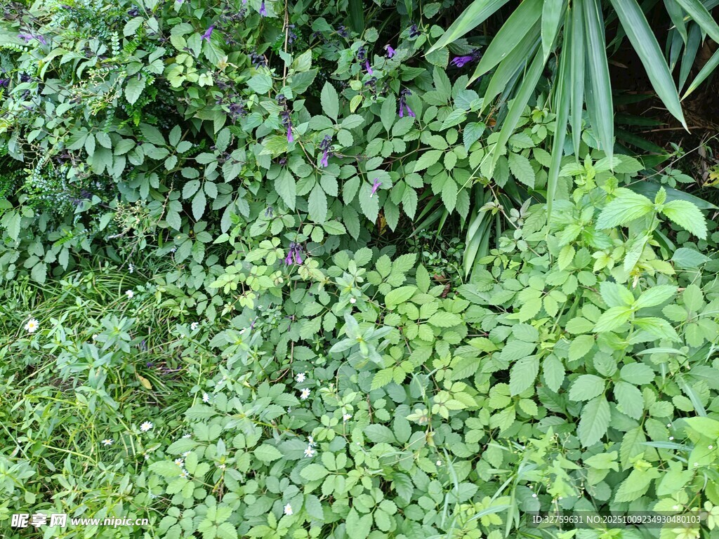 繁茂绿植景观