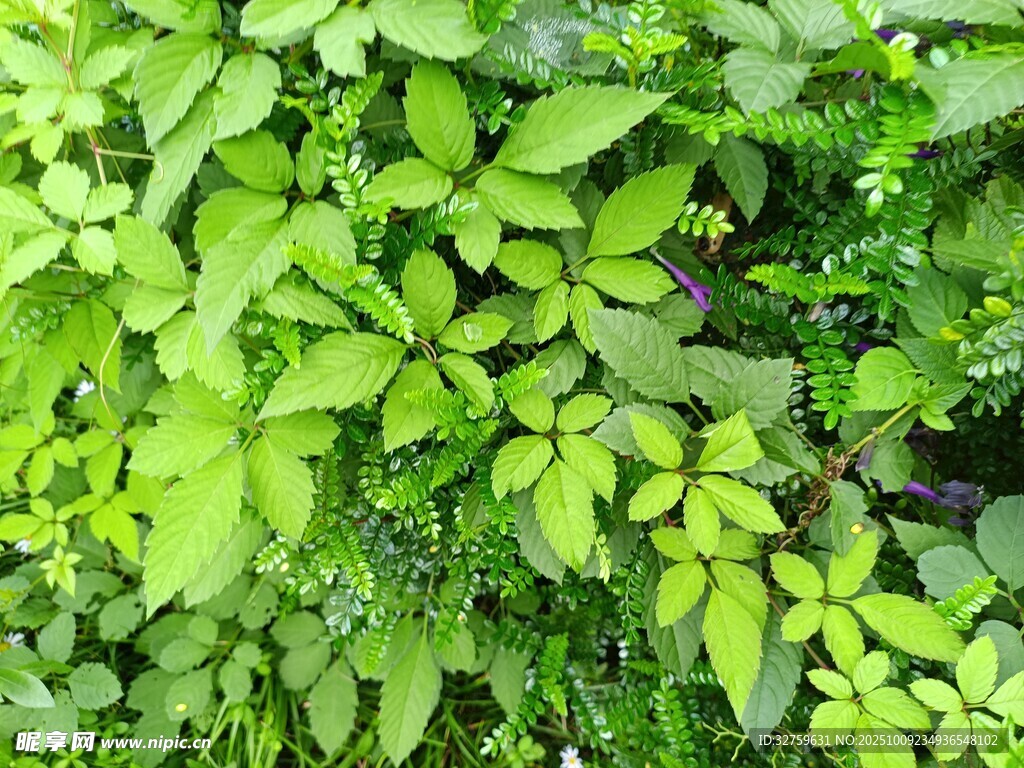 翠绿繁茂的生机植物景观