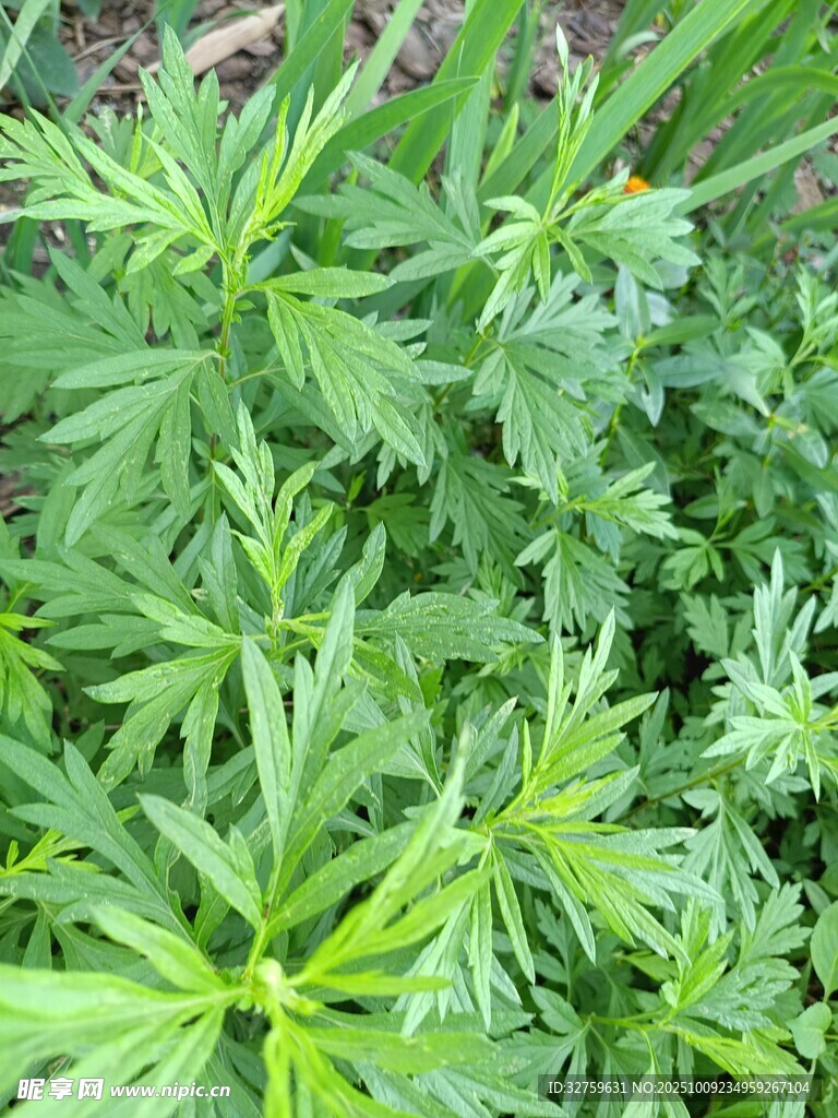 绿色繁茂的野生植物