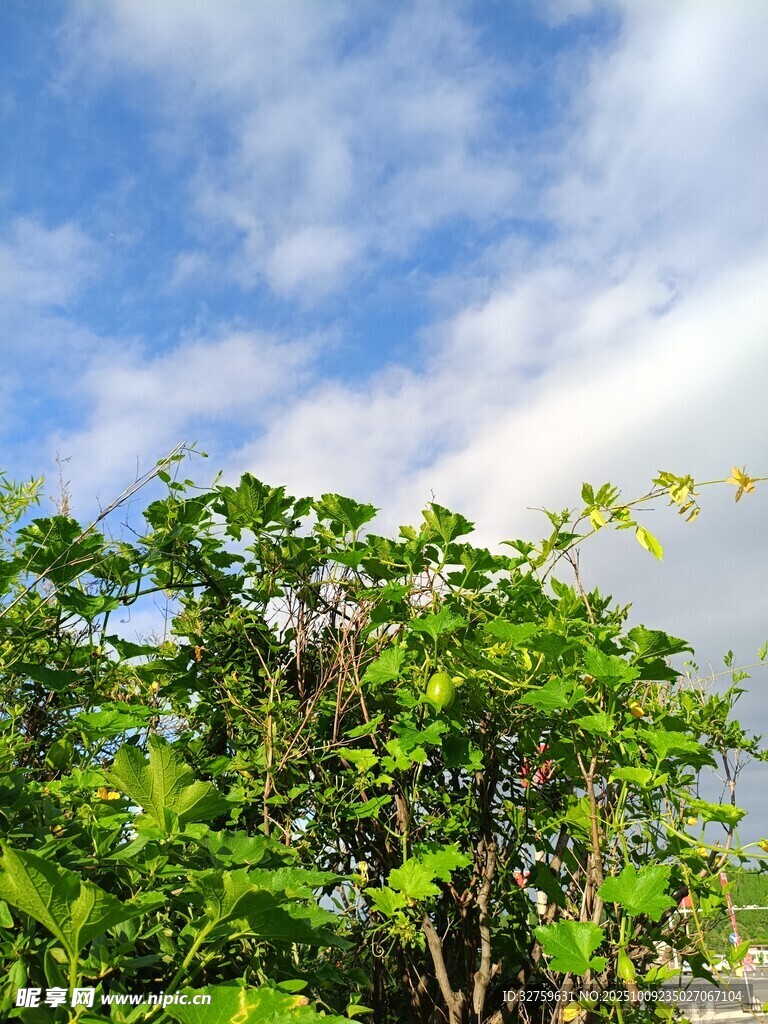 蓝天绿树的清新自然景象