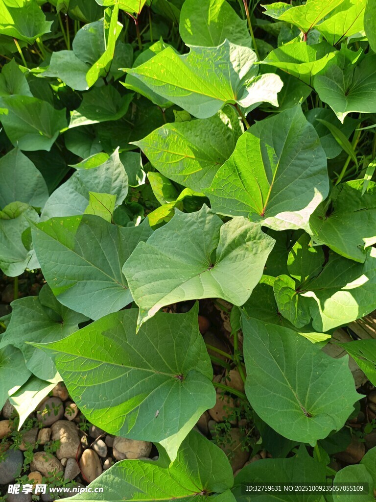 翠绿繁茂的绿叶植物
