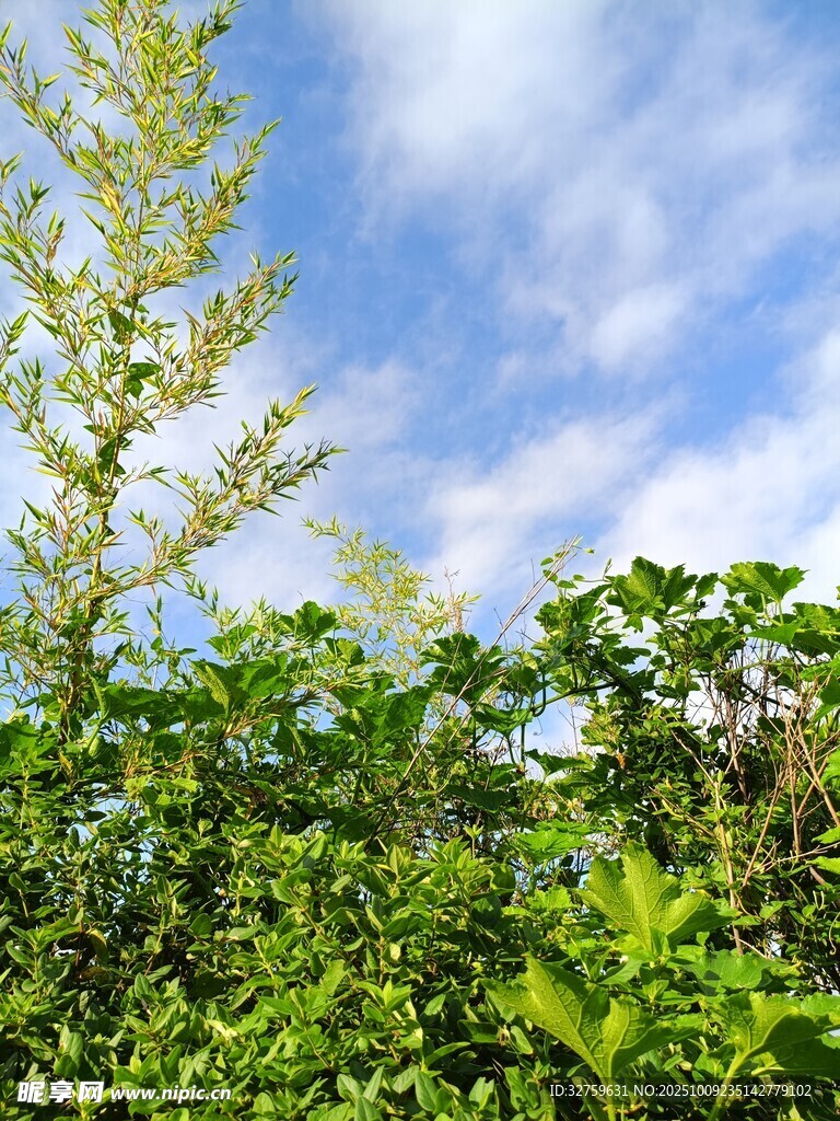 蓝天绿叶间的清新景致