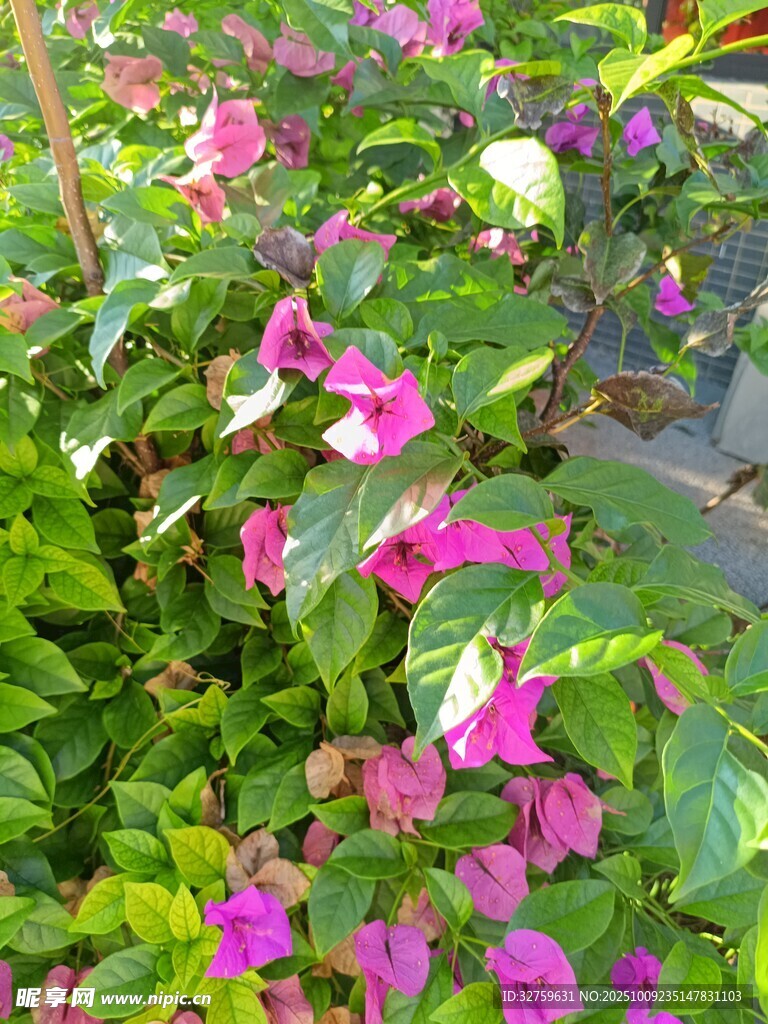 艳丽三角梅绽放绿叶间