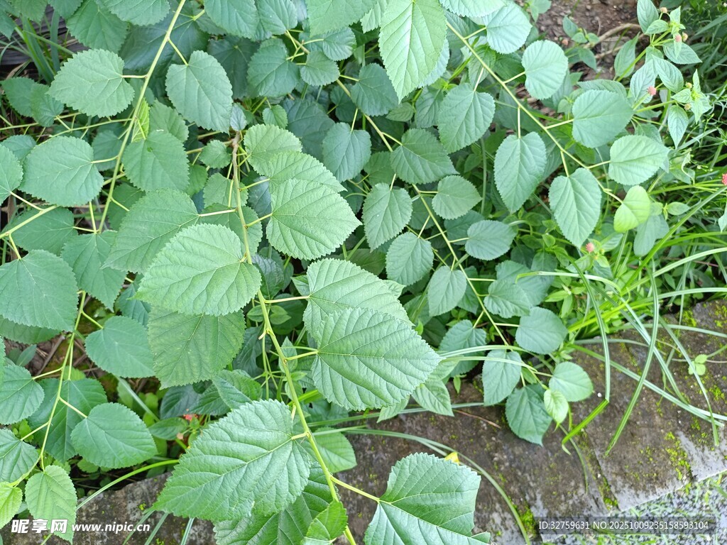 绿叶繁茂的野生植物